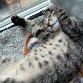 Tumbleweed -  Domestic Short Hair Cat for Adoption in Layton, Utah - Tumbleweed | PetCurious