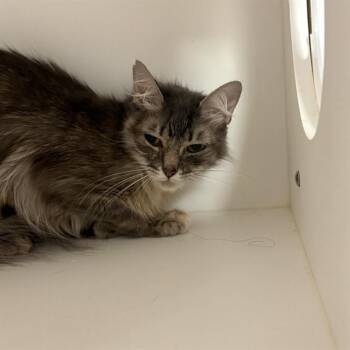 STARFIRE -  Domestic Long Hair Cat for Adoption in Sugar Land, Texas - STARFIRE | PetCurious