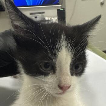 Domestic Short Hair Cats Available for Adoption in Las Cruces, New Mexico - 106429 | PetCurious
