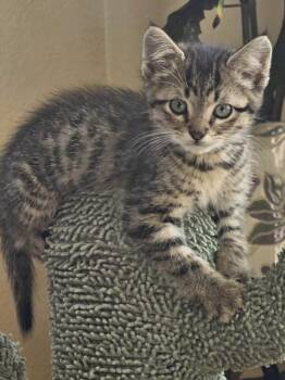 TEDDY* -  Domestic Short Hair Cat for Adoption in Santa Cruz, California - TEDDY* | PetCurious