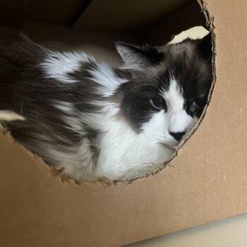 Fawn -  Domestic Long Hair Cat for Adoption in Idaho Falls, Idaho - Fawn | PetCurious