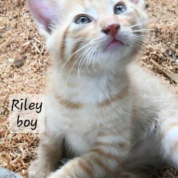 Riley -  Domestic Short Hair Cat for Adoption in Wadena, Minnesota - Riley | PetCurious
