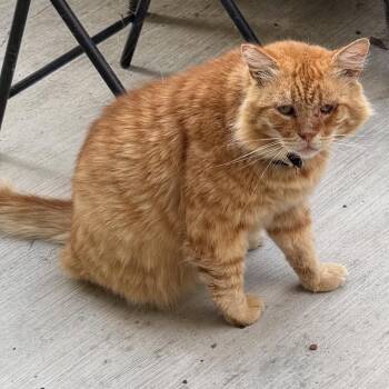 Ginger -  Domestic Short Hair Cat for Adoption in Long Beach, California - Ginger | PetCurious
