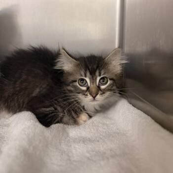 Melanie -  Domestic Medium Hair Cat for Adoption in Spokane, Washington - Melanie | PetCurious