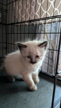 Domestic Short Hair Cats Available for Adoption in Fruit Heights, Utah - Spatula | PetCurious