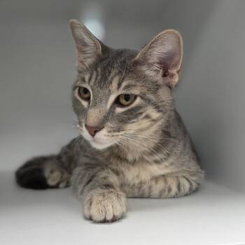 Dodge -  Domestic Short Hair Cat for Adoption in Jupiter, Florida - Dodge | PetCurious