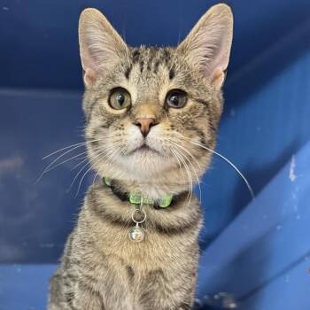 Herbert -  Domestic Short Hair Cat for Adoption in Morris, Minnesota - Herbert | PetCurious