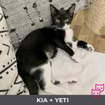 Rescue Domestic Short Hair Cats for Adoption in Toronto, Ontario - Kia (bonded With Yeti) | PetCurious