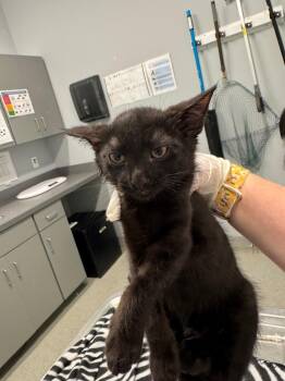 Relish -  Domestic Short Hair Cat for Adoption in Bloomington, Indiana - Relish | PetCurious