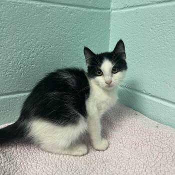 Lincoln Log -  Domestic Short Hair Cat for Adoption in Spruce Pine, North Carolina - Lincoln Log | PetCurious