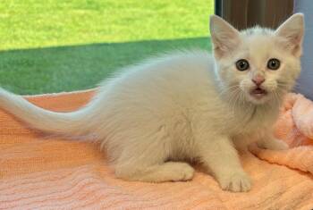 Domestic Short Hair Cats Available for Adoption in Little Rock, Arkansas - Morgen | PetCurious