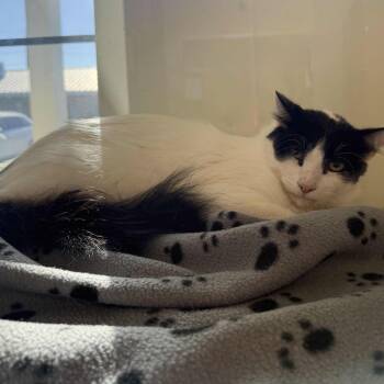 Domestic Medium Hair Cats Available for Adoption - Marshmallow | PetCurious