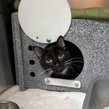Pierce--In Foster -  Domestic Medium Hair Cat for Adoption in Fargo, North Dakota - Pierce--In Foster | PetCurious