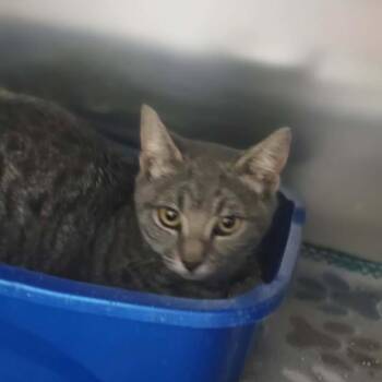 Domestic Short Hair Cats Available for Adoption in Leander, Texas - Connor | PetCurious