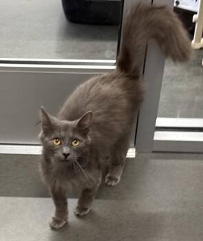 Breeze -  Domestic Medium Hair Cat Available for Adoption in Jackson, Georgia - Breeze | PetCurious