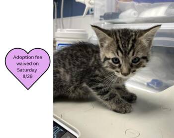 SHRUG* -  Domestic Short Hair Cat for Adoption in Santa Cruz, California - SHRUG* | PetCurious