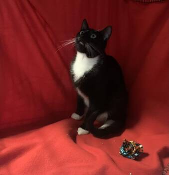 Rescue Domestic Short Hair Cats for Adoption - Zoomie | PetCurious