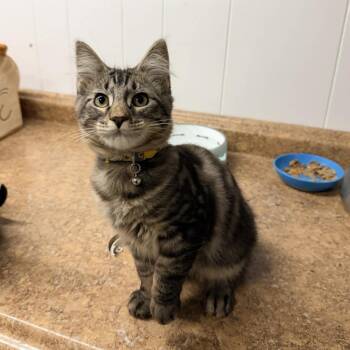 Domestic Medium Hair Cats Available for Adoption - Walkman | PetCurious