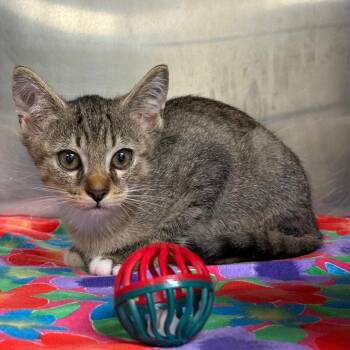 Biscuit -  Domestic Short Hair Cat for Adoption in Milton, Florida - Biscuit | PetCurious