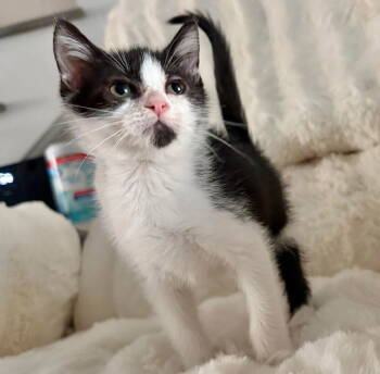 Rescue Domestic Short Hair Cats for Adoption in Grand Bay, Alabama - Oreo | PetCurious