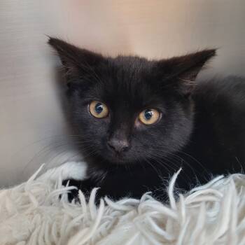 Rescue Domestic Short Hair Cats for Adoption in Belfair, Washington - Sunny | PetCurious