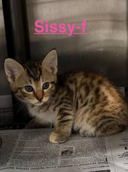Sissy 26 -  Tabby and Domestic Short Hair Cat for Adoption in Brookhaven, Mississippi - Sissy 26 | PetCurious
