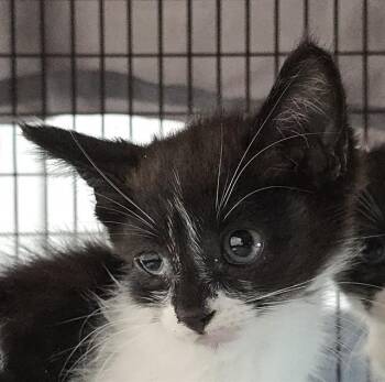 A2477622 -  Domestic Short Hair Cat for Adoption in Fort Lauderdale, Florida - A2477622 | PetCurious