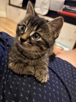 Rescue Domestic Short Hair Cats for Adoption in Montreal, Quebec - Pepita | PetCurious