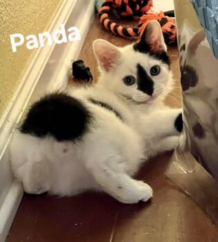 Panda -  Domestic Short Hair Cat for Adoption in Antioch, California - Panda | PetCurious