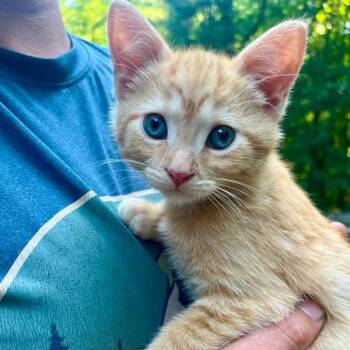 Clunker -  Domestic Short Hair and Tabby Cat for Adoption in Grand Rapids, Michigan - Clunker | PetCurious