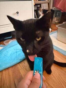 Olive -  Domestic Short Hair Cat for Adoption in Chicago, Illinois - Olive | PetCurious