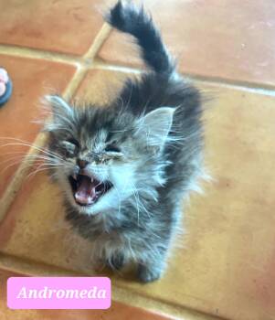 Rescue Domestic Long Hair Cats for Adoption in Snyder, Texas - Andromeda | PetCurious