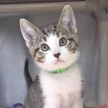 Karl Jr -  Domestic Short Hair Cat Available for Adoption in Fort Wayne, Indiana - Karl Jr | PetCurious