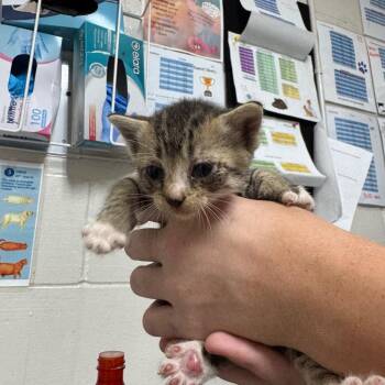 Rizzo -  Domestic Short Hair Cat for Adoption in Parrish, Alabama - Rizzo | PetCurious