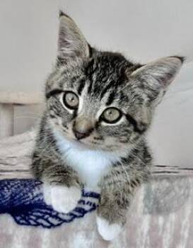 Tara, Clara, & Hoodwink -  Tabby and Bombay Cat Available for Adoption in San Luis Obispo, California - Tara, Clara, & Hoodwink | PetCurious