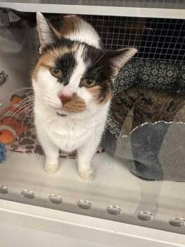 Rescue Domestic Short Hair Cats for Adoption - Lucille | PetCurious