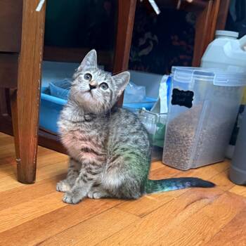 Rubber Band (Junk Drawer) -  American Shorthair Cat for Adoption in Charlotte, North Carolina - Rubber Band (Junk Drawer) | PetCurious