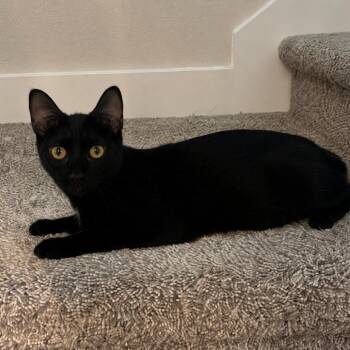 Bruce -  Domestic Short Hair Cat for Adoption in League City, Texas - Bruce | PetCurious