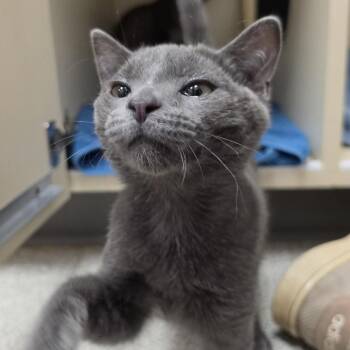 Lollipop -  Domestic Short Hair Cat for Adoption in Cooperstown, New York - Lollipop | PetCurious