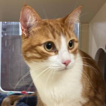 Fireball/Chuckie -  Domestic Short Hair Cat for Adoption in Yuma, Arizona - Fireball/Chuckie | PetCurious
