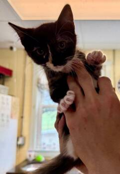 Skittles -  Domestic Short Hair Cat for Adoption in Staley, North Carolina - Skittles | PetCurious