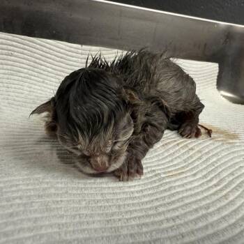 Grover -  Domestic Short Hair Cat for Adoption in Tuscaloosa, Alabama - Grover | PetCurious