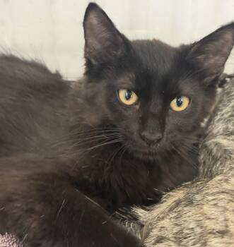 Paul Germann -  Domestic Medium Hair Cat for Adoption in Chandler, Arizona - Paul Germann | PetCurious
