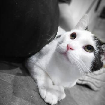 Domestic Short Hair Cats Available for Adoption - Pippy | PetCurious