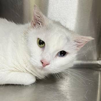 Nova -  Domestic Short Hair Cat for Adoption in Sioux City, Iowa - Nova | PetCurious