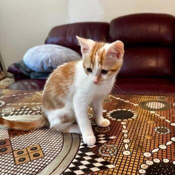 Creamy -  Domestic Short Hair Cat for Adoption in Greensboro, North Carolina - Creamy | PetCurious