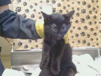 A928484 -  Domestic Short Hair Cat for Adoption in Sacramento, California - A928484 | PetCurious