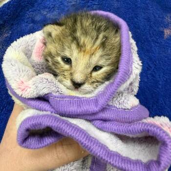 Domestic Short Hair Cats Available for Adoption in Detroit Lakes, Minnesota - Cameo | PetCurious