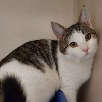 Sophie -  Domestic Short Hair Cat for Adoption in Pottsville, Pennsylvania - Sophie | PetCurious