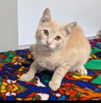 BLAZE -  American Shorthair Cat for Adoption in Troutman, North Carolina - BLAZE | PetCurious
